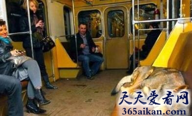 动物界的奇葩：流浪狗坐地铁“上班下班”