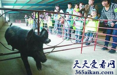 动物笑谈：养猪场版小猪运动会，跨栏游泳项目真齐全！