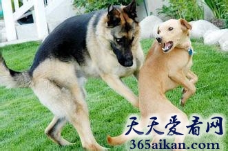 动物搞笑图片集锦，让您笑翻全场
