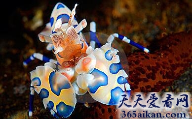 盘点自然界的外星生物有哪些？自然界的外星生物图片赏析