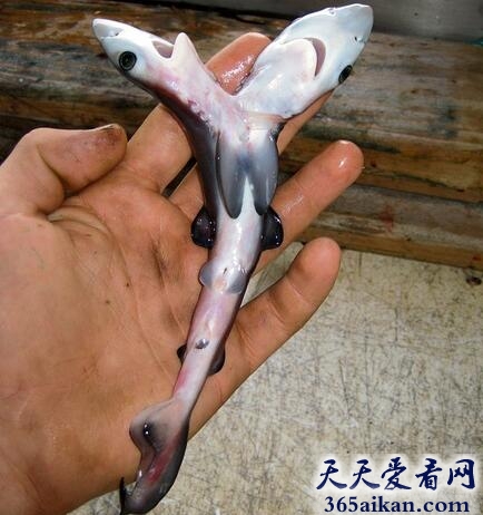 动物奇葩：奇异双头鲨酷似连体儿