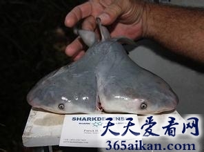 动物奇葩：奇异双头鲨酷似连体儿