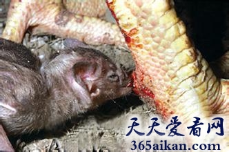 揭秘动物世界的吸血鬼面纱，吸血蝙蝠介绍