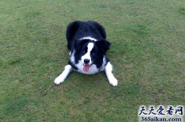 边境牧羊犬1.jpg