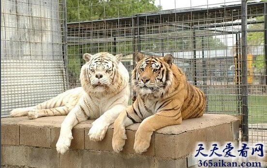 老虎.jpg