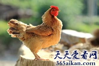 动物界奇葩之最，母鸡不下蛋学公鸡打鸣