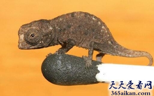 世界上最小的变色龙有多小？世界上最小的变色龙介绍