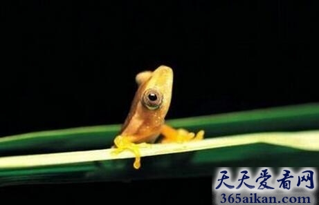 不合理蛙.jpg