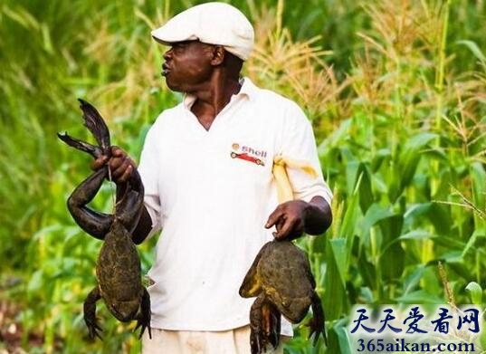 喀麦隆巨蛙1.jpg