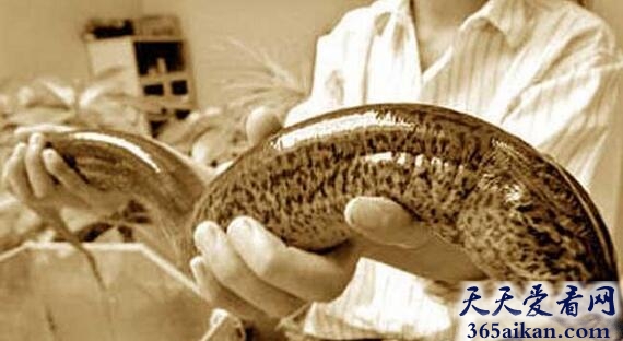 黄鳝.jpg