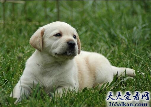 拉布拉多犬.jpg