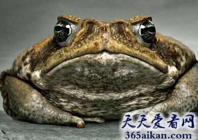 海蟾蜍1.jpg