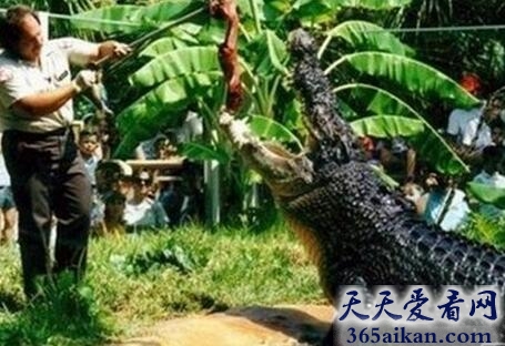 湾鳄1.jpg