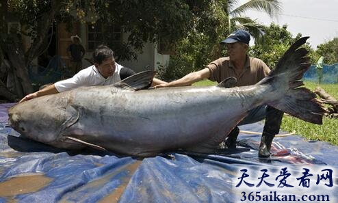 鲶鱼1.jpg