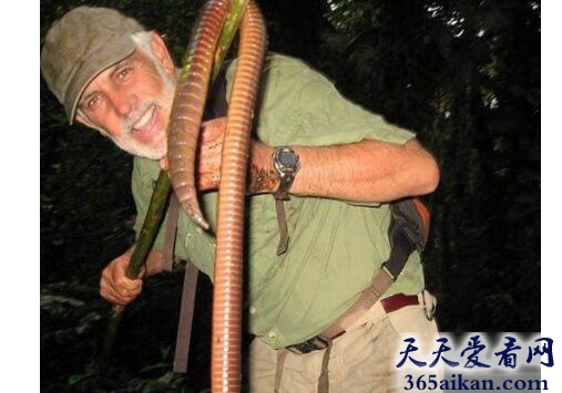 惊呆了！揭秘世界上最大的蚯蚓.jpg