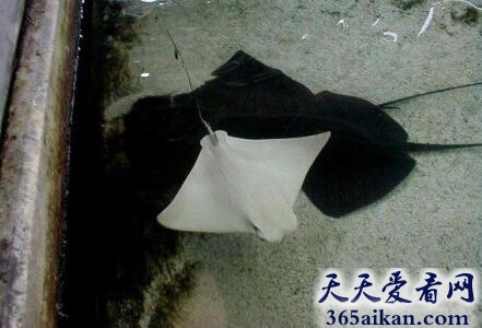 探索全球十种白化动物有哪些？全球十种白化动物图片赏析