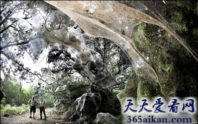 世界上最大的蜘蛛网是怎么样的？