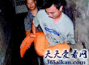 世界上最大的娃娃鱼有多大？世界上最大的娃娃鱼介绍