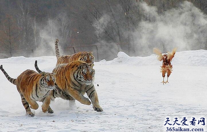 东北虎1.jpg