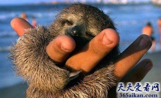 树懒1.jpg