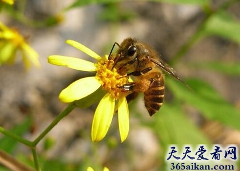 杀人蜂1.jpg