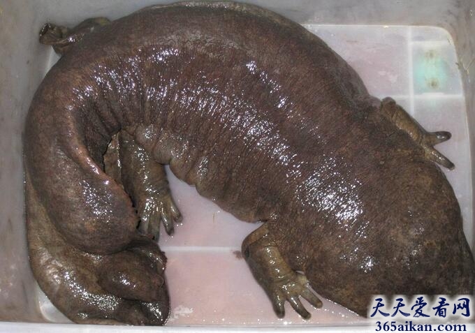 世界上最大的两栖动物：大鲵