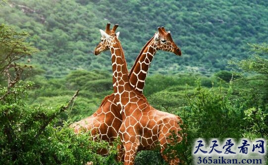 世界上最高的动物是什么,世界上最高的动物有多高