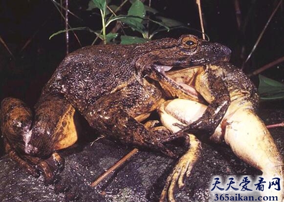 世界上最大的青蛙：巨谐蛙.jpg