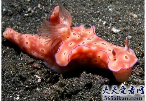 海绵动物.jpg
