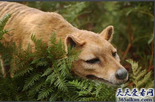 你知道几个？世界十大神秘动物大盘点