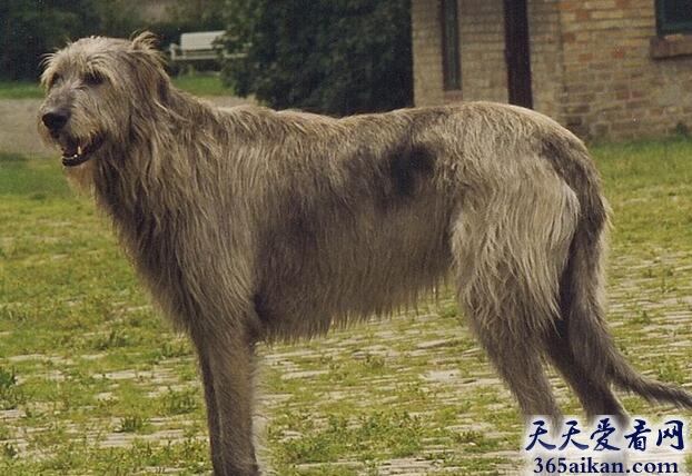 世界上最高的犬种：爱尔兰猎狼犬.jpg