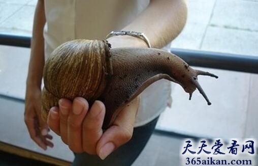 非洲大蜗牛1.jpg