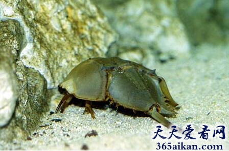 鲎1.jpg