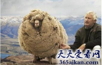 世界上一次性剪下羊毛最多的羊是哪个？