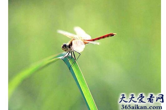澳大利亚蜻蜓.jpg