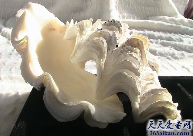 砗磲1.jpg