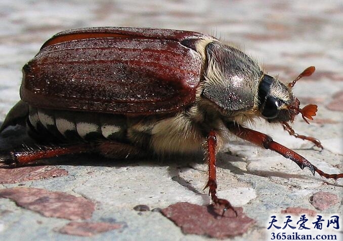 金化科大甲虫.jpg