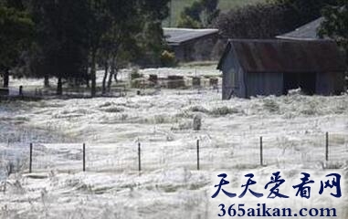 世界上最多的蜘蛛满天飞，满天蜘蛛如棉絮 