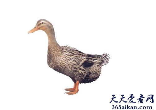 金定鸭.jpg