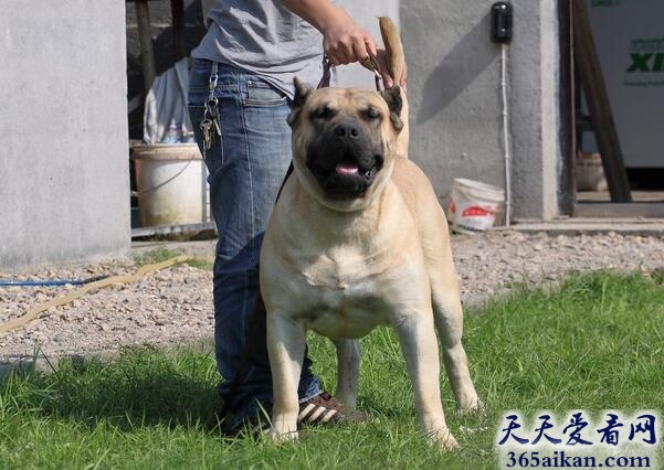 盘点世界十大猛犬排名,世界十大猛犬有多凶?