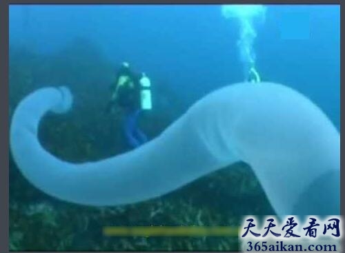 火体虫.jpg