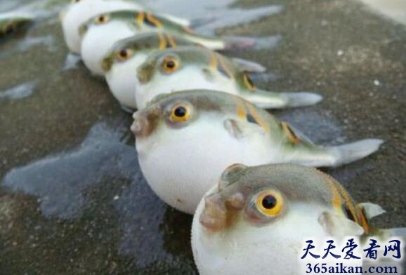 河豚鱼