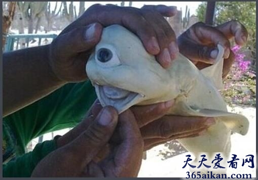 独眼鲨鱼.jpg