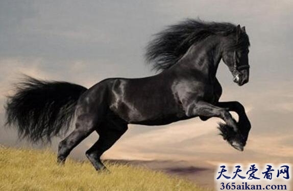 中国古代十大名马有哪些?中国古代十大名马介绍