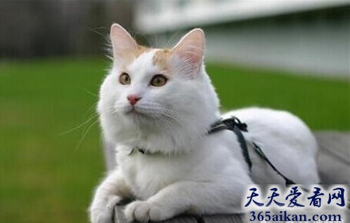 全球十大最名贵的猫排行榜