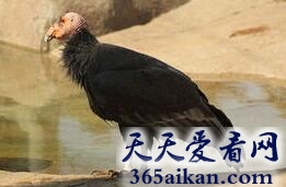 加利福尼亚秃鹰