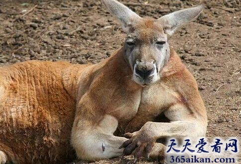 世界上最牛逼的袋鼠，拳击袋鼠走红，肌肉发达有型！