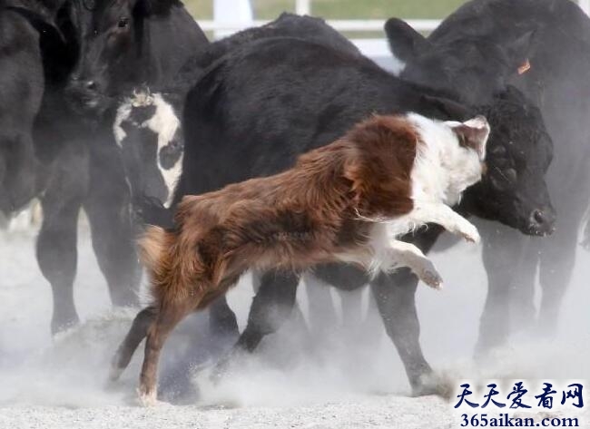 澳洲牧牛犬.jpg