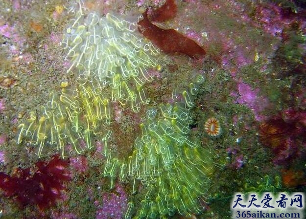 丁香水螅体.jpg