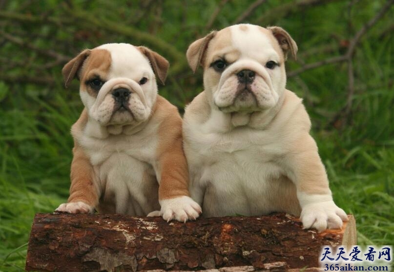 斗牛犬.jpg